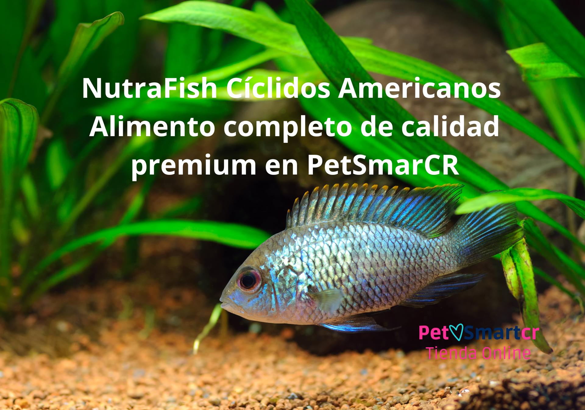 Imagen de un pez cíclido americano comiendo NutraFish cíclidos americanos